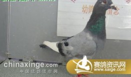 喂鸽子入门教程图片视频