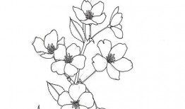 白描教学入门教程视频讲解