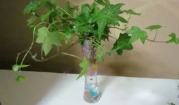 水培花卉新手入门教程
