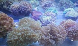 海鱼养殖新手入门教程