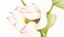 彩色铅笔荷花绘画入门教程