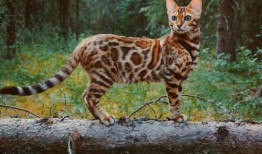 养豹猫的入门教程图片