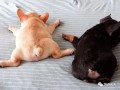 养狗小白入门教程图片