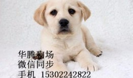 家庭伴侣犬入门教程大全