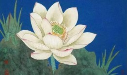 国画基础画莲花入门教程