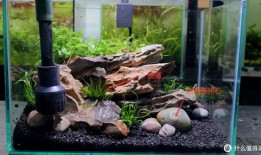 小草缸新手入门教程