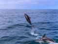 海豚腿入门教程 梦觉