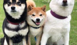 柴犬基础入门教程图片