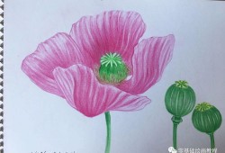 水粉花绘画基础入门教程