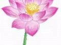 素描花朵荷花入门教程