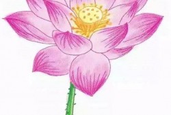 素描花朵荷花入门教程