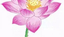 素描花朵荷花入门教程
