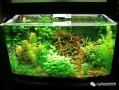 古法养鱼水草入门教程