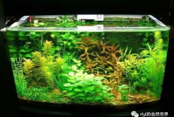 古法养鱼水草入门教程
