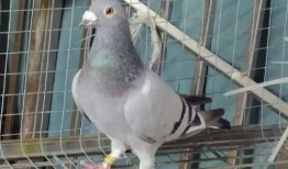 种鸽子养殖入门教程大全