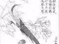 用国画画鸟入门教程