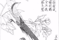 用国画画鸟入门教程