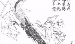 用国画画鸟入门教程