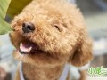 泰迪狗初学入门教程