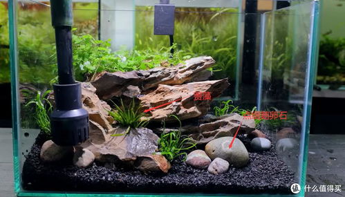 小草缸新手入门教程
