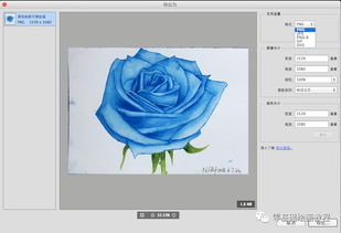 数字画画入门教程步骤