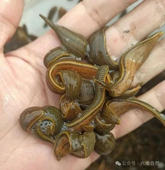水蛭养殖入门教程大全图解