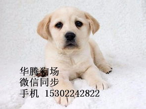 家庭伴侣犬入门教程大全