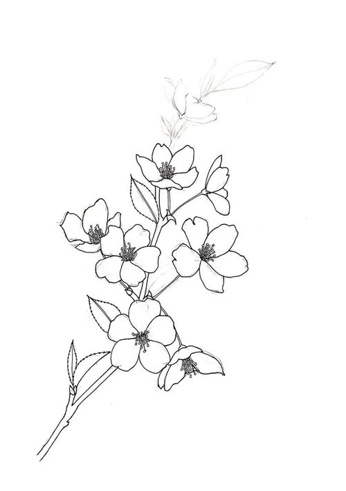 白描教学入门教程视频讲解