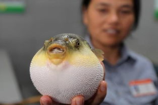 河豚养殖入门教程视频大全