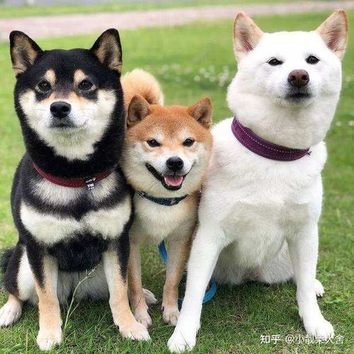 柴犬基础入门教程图片