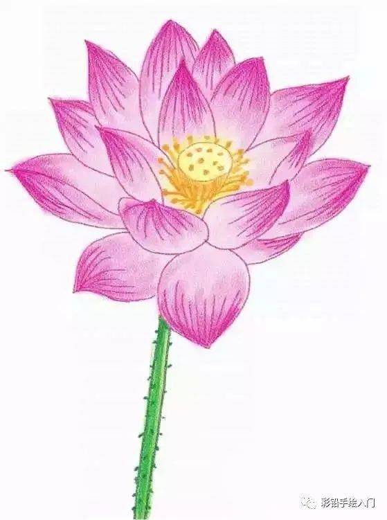 素描花朵荷花入门教程 素描花朵荷花入门教程