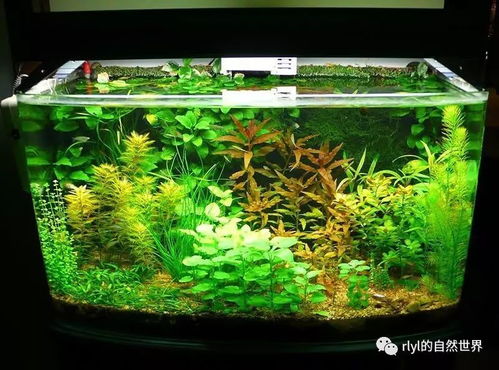 古法养鱼水草入门教程 古法养鱼水草入门教程